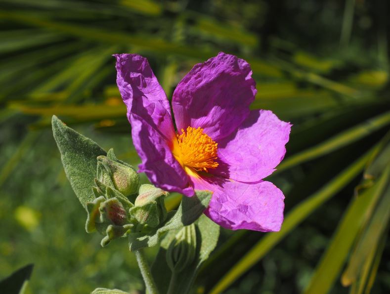 ciste plante médicinale