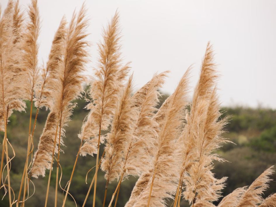 comment laquer des herbes de pampa